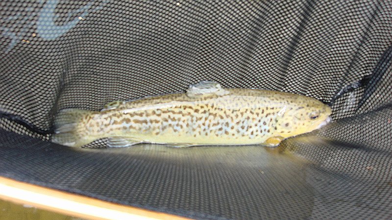 Kettle Brown3.JPG